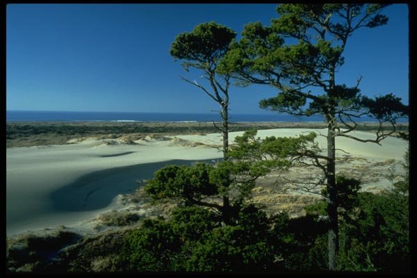 005089 Ocean And Dunes Through Trees A4 Photo Print