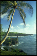 005090 Palm Tree Framing Tropical Coast A4 Photo Print
