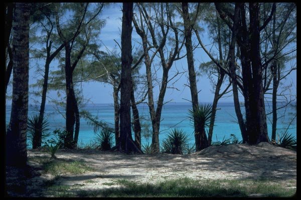 005091 Azure Sea Through Trees A4 Photo Print