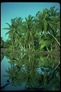 005092 Palm Trees Reflected On Still Water A4 Photo Print