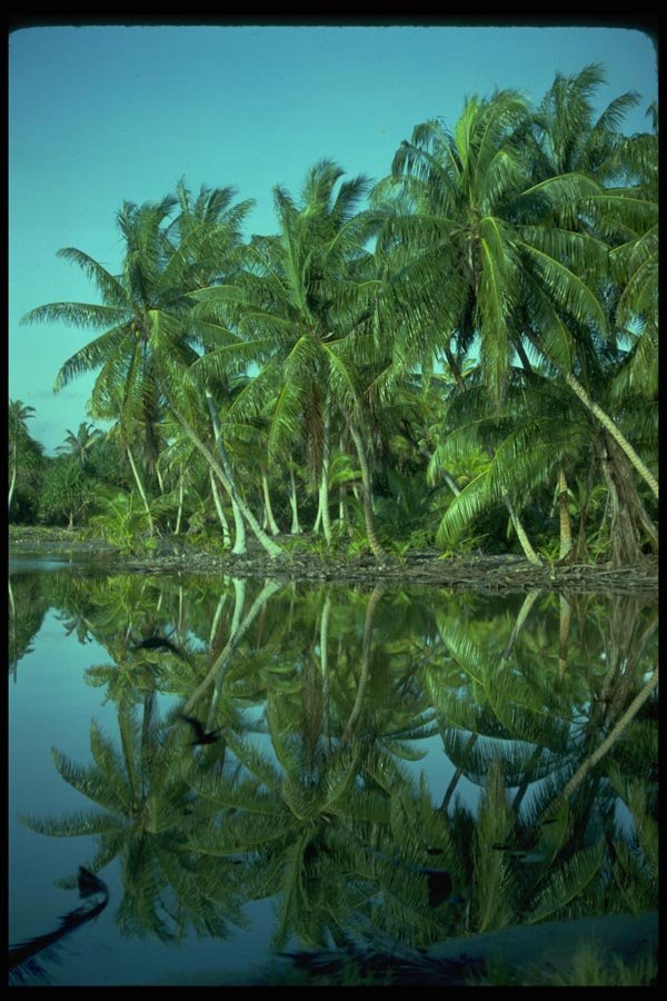 005092 Palm Trees Reflected On Still Water A4 Photo Print