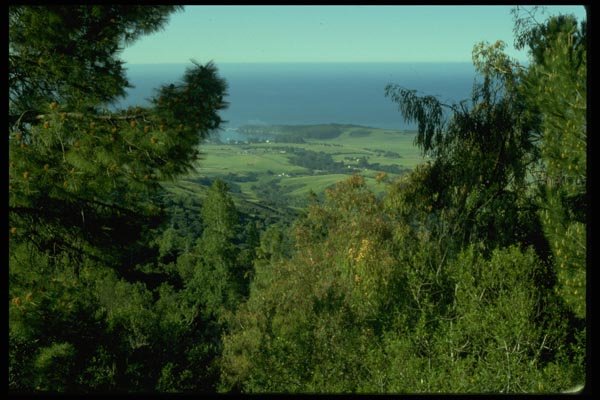 005093 Coastal View Framed By Pines A4 Photo Print