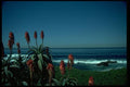 005095 Clear Horizon Through Red Flowers A4 Photo Print
