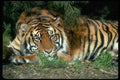 006000 Tiger Resting Head On Foreleg A4 Photo Print