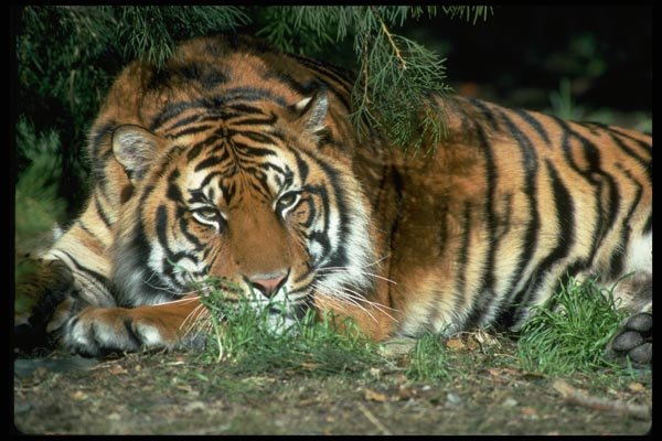 006000 Tiger Resting Head On Foreleg A4 Photo Print