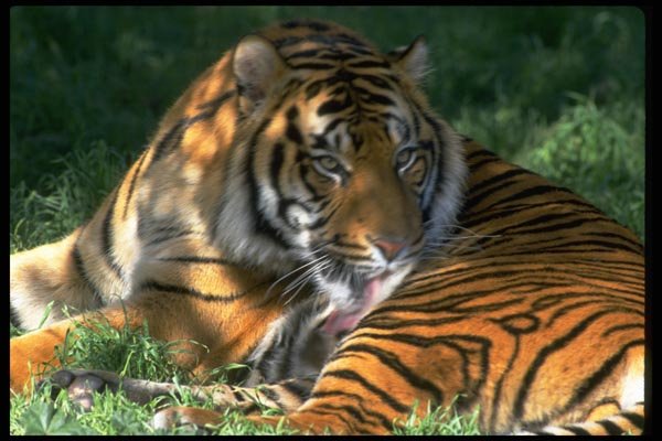 006001 Watchful Tiger Washing Fur A4 Photo Print