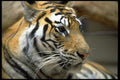 006002 Tiger Head, Right Side A4 Photo Print