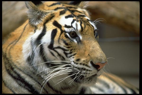 006002 Tiger Head, Right Side A4 Photo Print