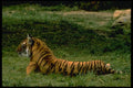 006003 Tiger Full Length Resting, Profile A4 Photo Print
