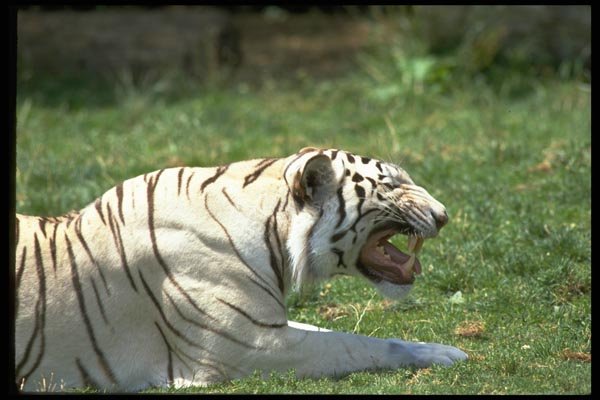 006004 White Tiger Growling, Profile A4 Photo Print