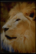 006005 Male Lion Head A4 Photo Print