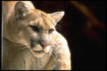 006006 Puma Head A4 Photo Print