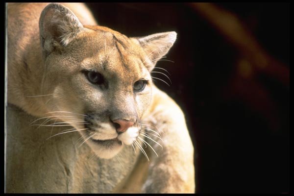 006006 Puma Head A4 Photo Print