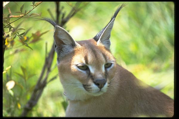 006007 Caracal Head And Shoulders A4 Photo Print