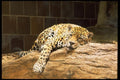 006008 Jaguar Resting On Rock, Frontal A4 Photo Print