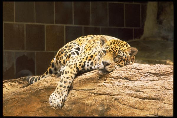 006008 Jaguar Resting On Rock, Frontal A4 Photo Print