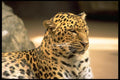 006009 Leopard Head And Shoulders A4 Photo Print