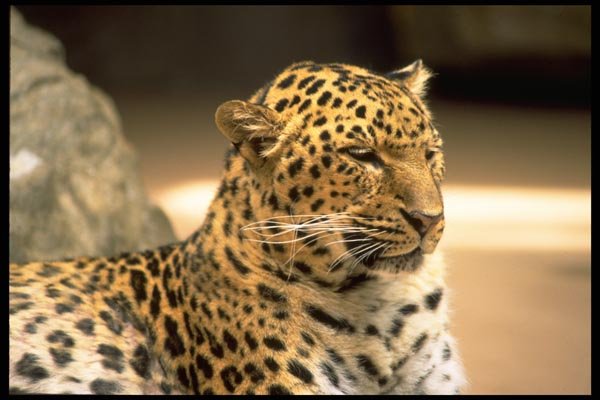 006009 Leopard Head And Shoulders A4 Photo Print