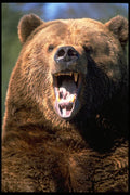 006010 Brown Bear Showing Teeth A4 Photo Print