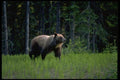 006011 Grizzly Bear In Meadow A4 Photo Print