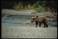 006012 Bear With Fish In Mouth By Stream A4 Photo Print