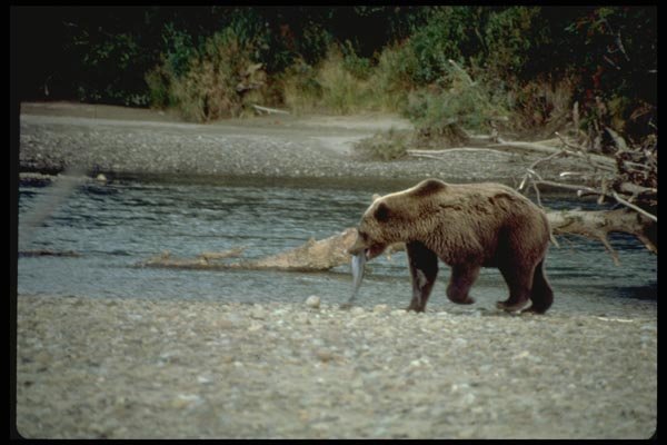 006012 Bear With Fish In Mouth By Stream A4 Photo Print