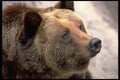 006013 Bear Head A4 Photo Print