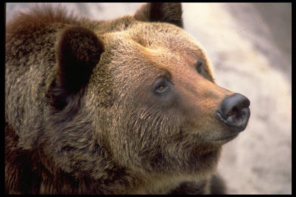 006013 Bear Head A4 Photo Print