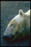006014 Polar Bear Head, Asleep A4 Photo Print