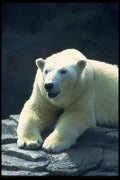 006015 Polar Bear Resting, Frontal A4 Photo Print