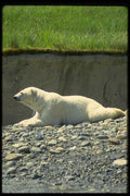 006016 Polar Bear Reclining, Left Profile A4 Photo Print