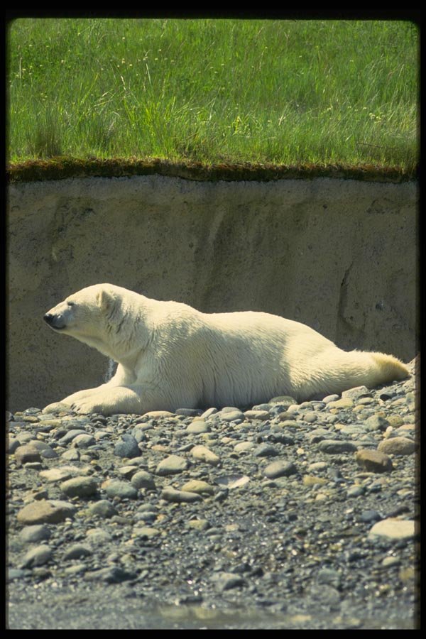 006016 Polar Bear Reclining, Left Profile A4 Photo Print