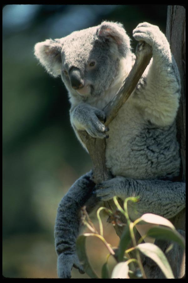 006017 Koala Bear A4 Photo Print