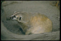 006018 Badger A4 Photo Print