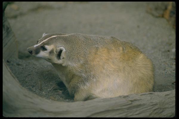 006018 Badger A4 Photo Print