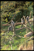 006019 Ringtails On Branches A4 Photo Print