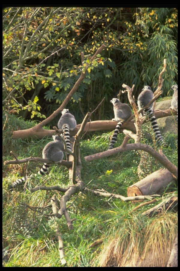 006019 Ringtails On Branches A4 Photo Print