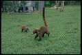 006020 Coatis A4 Photo Print