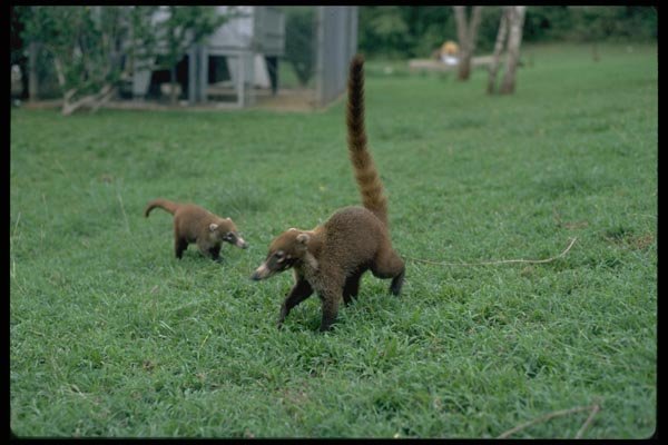 006020 Coatis A4 Photo Print