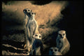 006021 Meerkats A4 Photo Print