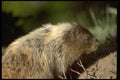 006022 Rodent A4 Photo Print