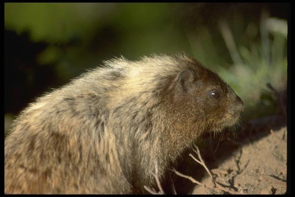 006022 Rodent A4 Photo Print