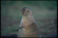 006023 Prairie Dog Sitting, Left Profile A4 Photo Print