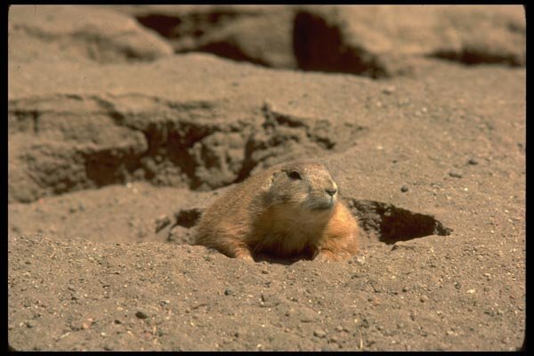 006024 Prairie Dog Peeking Out Of Burrow A4 Photo Print