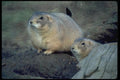 006025 Two Prairie Dogs A4 Photo Print