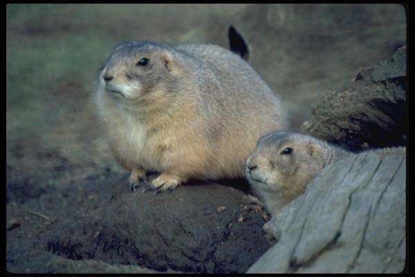 006025 Two Prairie Dogs A4 Photo Print