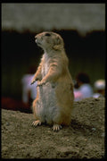 006026 Prairie Dog A4 Photo Print