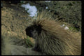 006027 Adult Porcupine A4 Photo Print