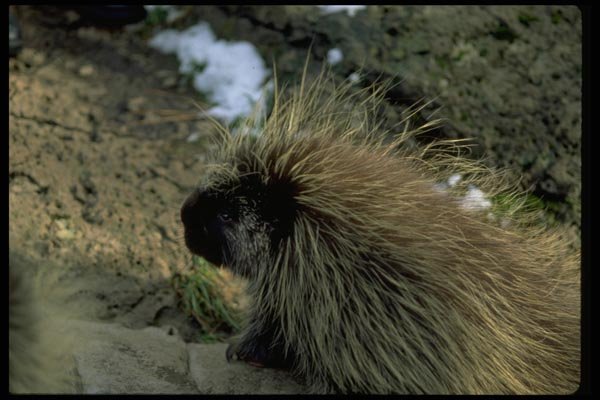 006027 Adult Porcupine A4 Photo Print