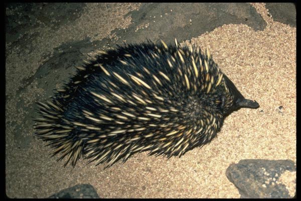 006028 Spiny Anteater, Overhead A4 Photo Print